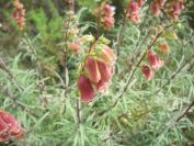 2008-03-29-029-Digitalis-obscura