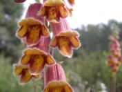 2008-03-29-030-Digitalis-obscura