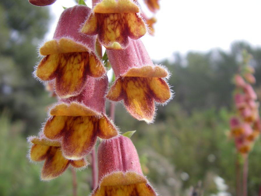 2008-03-29-030-Digitalis-obscura