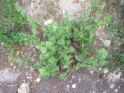 2008-03-29-038-Lamium