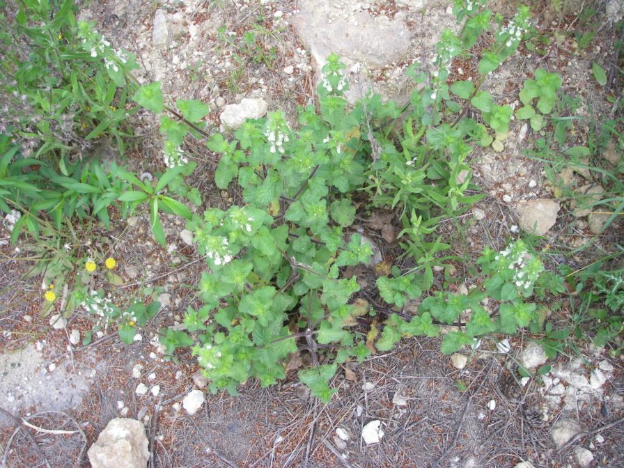 2008-03-29-038-Lamium