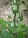 2008-03-29-039-Lamium