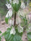 2008-03-29-040-Lamium
