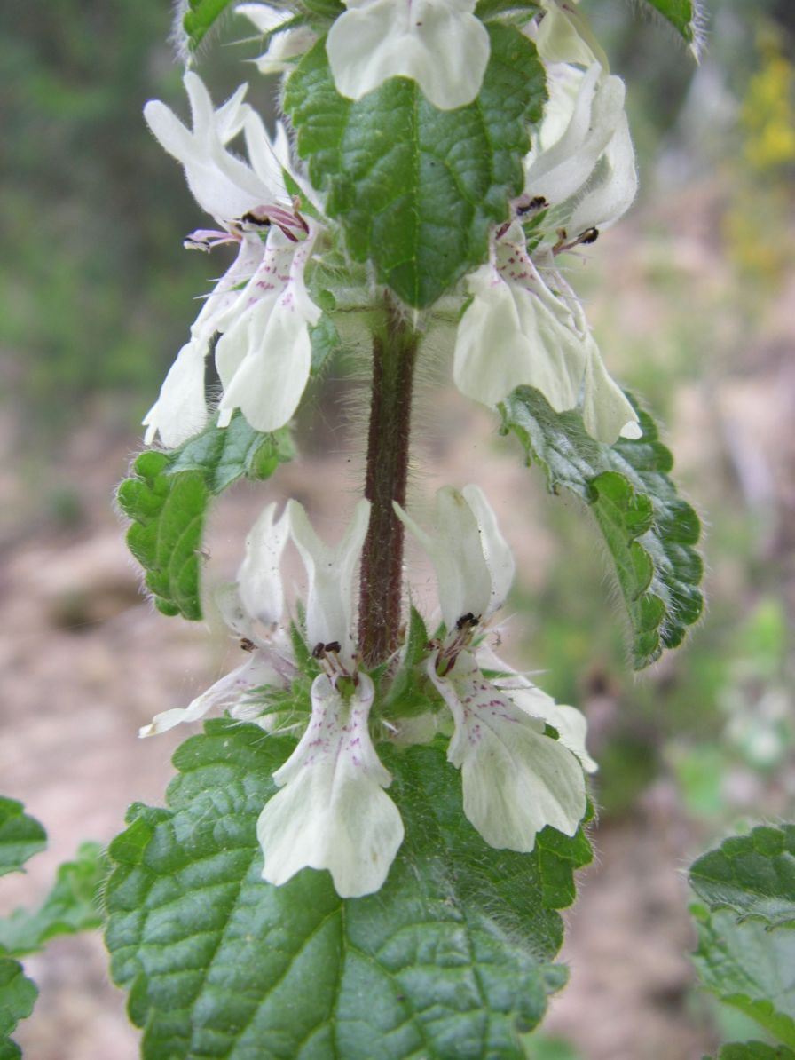 2008-03-29-040-Lamium