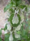 2008-03-29-041-Lamium