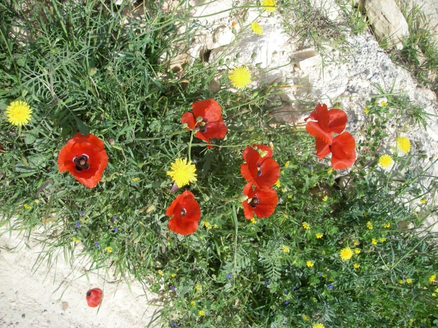 2008-03-29-042-Papaver
