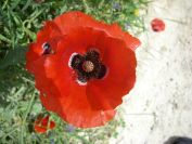2008-03-29-043-Papaver