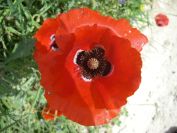 2008-03-29-044-Papaver