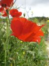 2008-03-29-045-Papaver