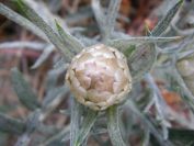 2008-03-29-046-Centauria-conifera