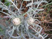 2008-03-29-047-Centauria-conifera