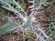 2008-03-29-048-Centauria-conifera
