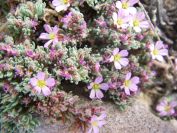 2008-03-29-056-Unknown-seaside-rock-plant