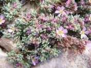 2008-03-29-057-Unknown-seaside-rock-plant