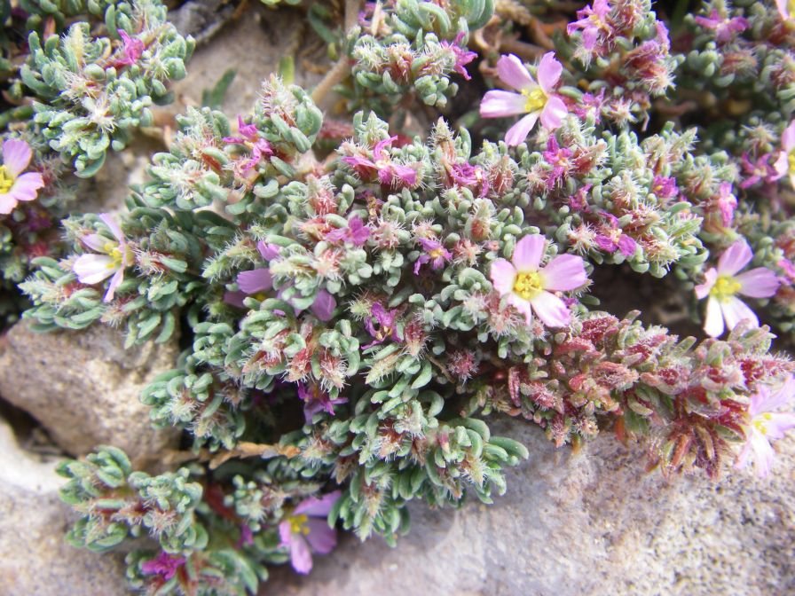 2008-03-29-057-Unknown-seaside-rock-plant