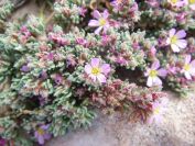 2008-03-29-058-Unknown-seaside-rock-plant