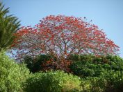 2008-03-30-003-Flamboyant