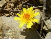 2008-03-30-005-Daisy-yellow-red-centre