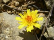 2008-03-30-006-Daisy-yellow-red-centre