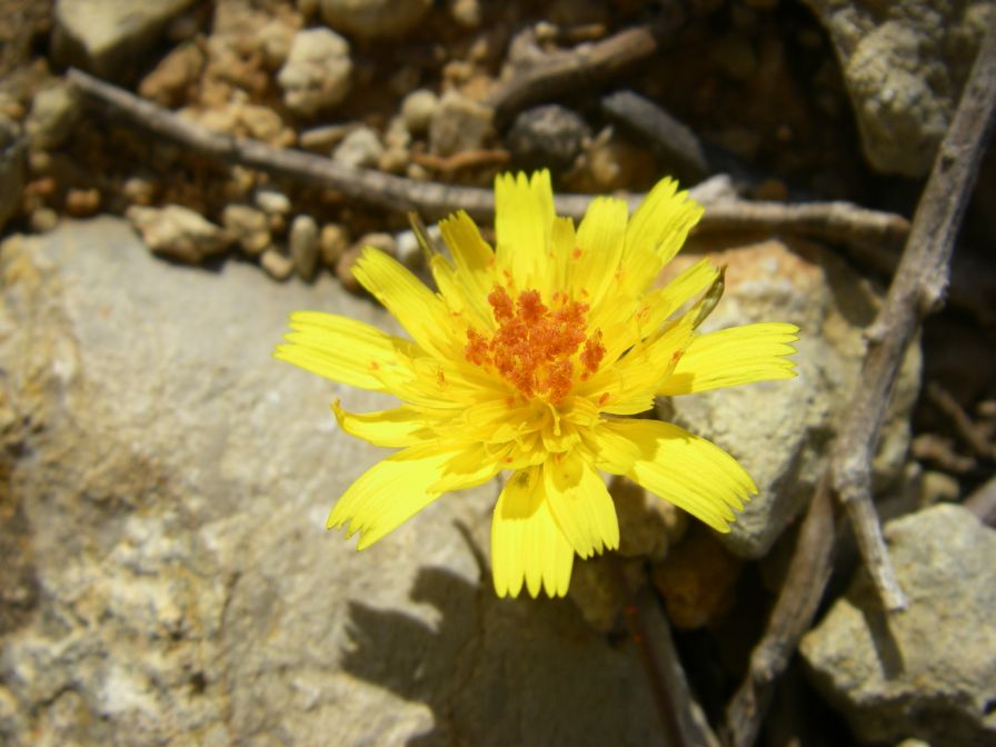 2008-03-30-006-Daisy-yellow-red-centre