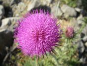 2008-03-30-007-Thistle