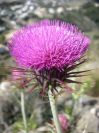 2008-03-30-008-Thistle
