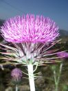2008-03-30-009-Thistle