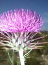 2008-03-30-010-Thistle