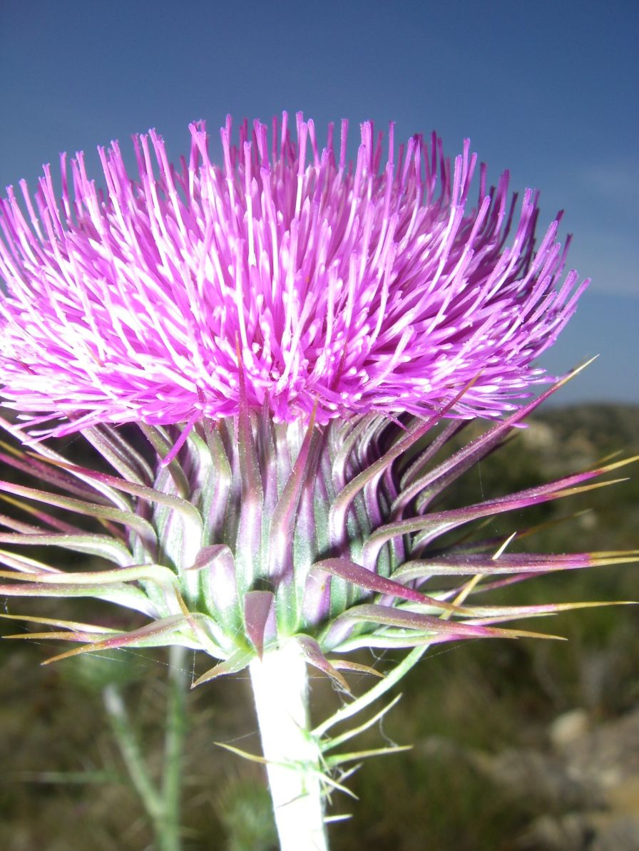 2008-03-30-010-Thistle