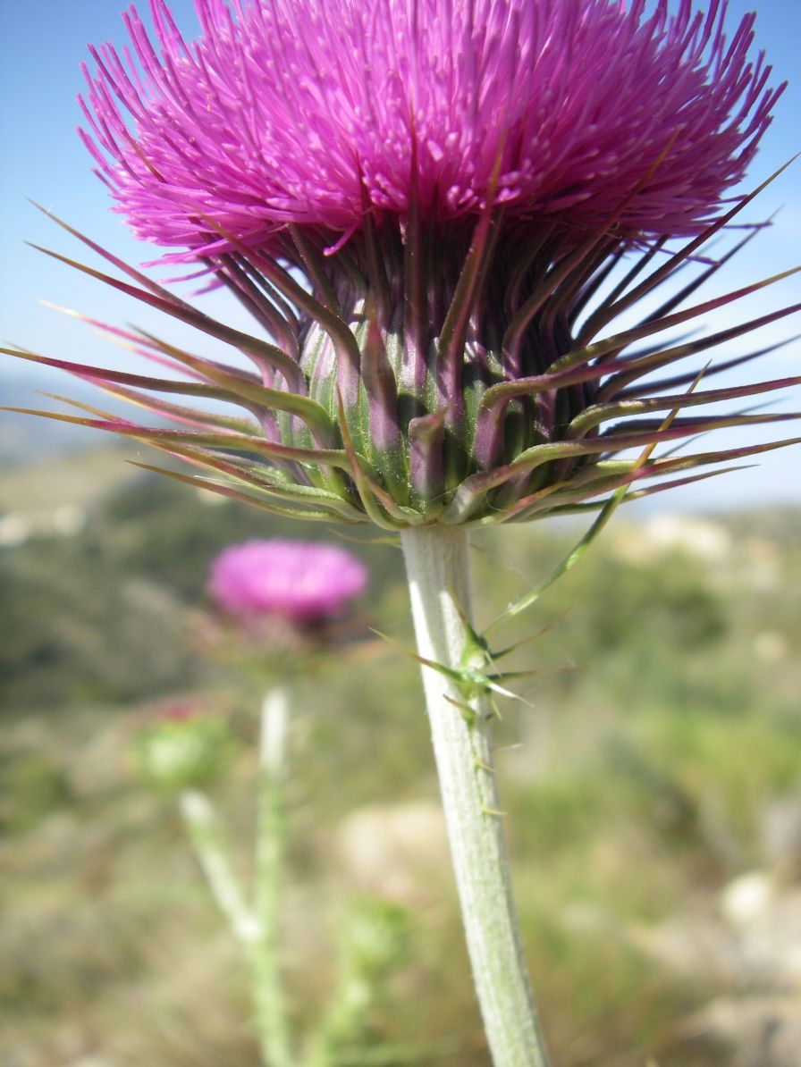 2008-03-30-011-Thistle