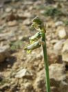 2008-03-30-012-Dipcadi-serotinum