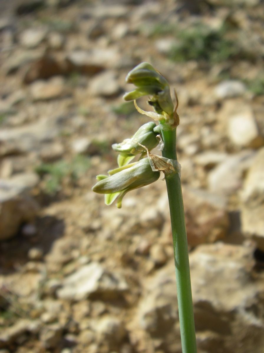 2008-03-30-012-Dipcadi-serotinum