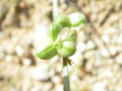 2008-03-30-013-Dipcadi-serotinum
