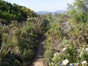 2008-03-30-014-Cistus-lined-path