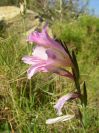 2008-03-30-018-Gladiolus-pink