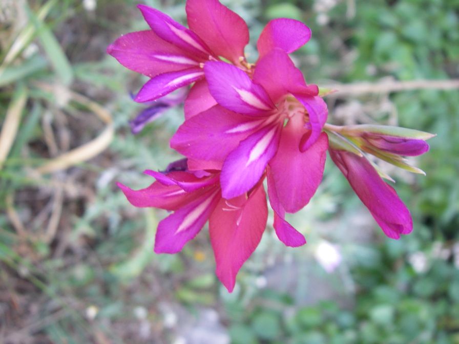 2008-03-30-019-Gladiolus