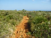 2008-03-30-020-Cistus-lined-path