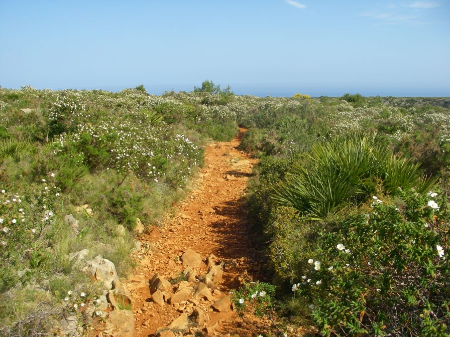 2008-03-30-020-Cistus-lined-path