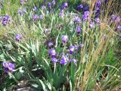 2008-03-30-021-Iris-garden