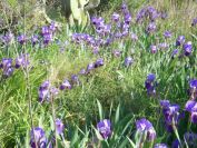 2008-03-30-022-Iris-garden