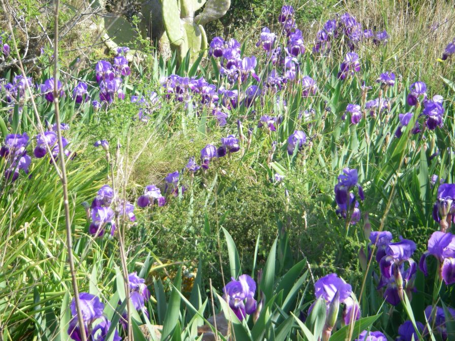 2008-03-30-022-Iris-garden