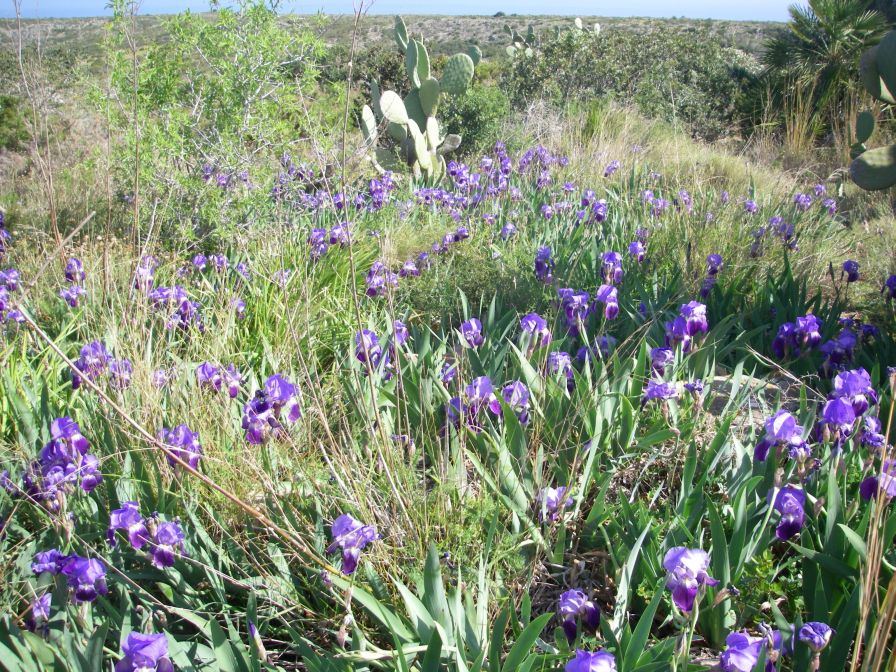 2008-03-30-023-Iris-garden