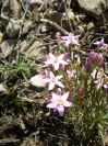 2008-03-30-027-Centaurium-erythraea