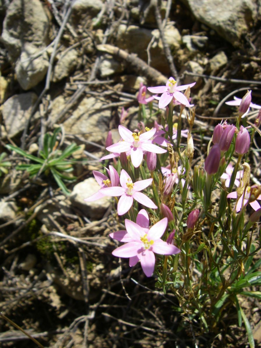 2008-03-30-027-Centaurium-erythraea