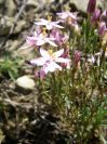 2008-03-30-028-Centaurium-erythraea