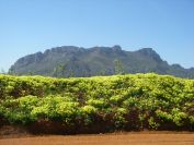 2008-04-01-007-Flowers-and-Mountains