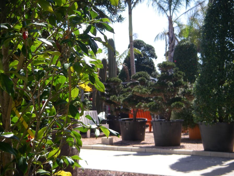 2008-04-01-019-Bonsai-garden-centre