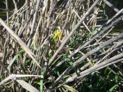 2008-04-01-022-Flag-Iris