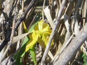 2008-04-01-023-Flag-Iris