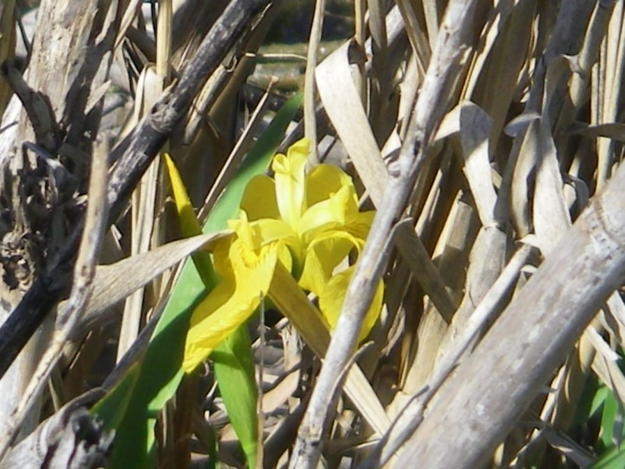 2008-04-01-023-Flag-Iris